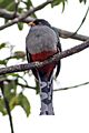 Hispaniolan Trogon (Priotelus roseigaster) (8082799519)