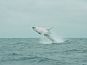 Humpback whale (15970446991)