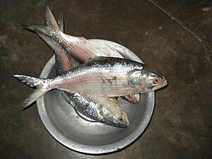 Ilish