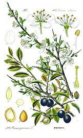 Illustration Prunus spinosa1