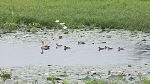Indian Spot-billed Duck with Ducklings