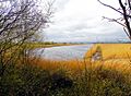 Lagoon R8 overlooked by Newport Wetlands RSPB Reserve Forest Viewing Platform