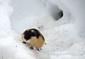 Lemming in snow