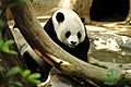 Lightmatter panda