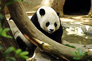 Lightmatter panda