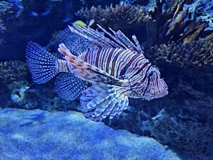 Lionfish at Lisbon Oceanarium