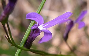 Lobelia St Ives North.jpg