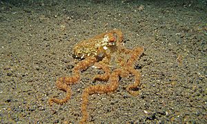 Long-arm Octopus (Octopus sp.) (6072545789)