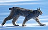 Lynx Canadensis.jpg