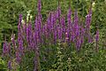 Lythrum salicaria Blutweiderich GartenAkademie