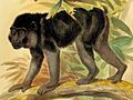 Macaca ochreata