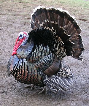 Male North American turkey