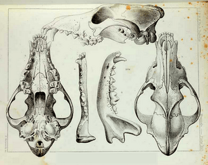 Mammals of North America (1859) Canis lycaon skull