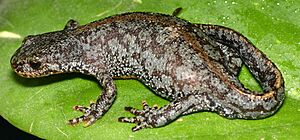 Mesotriton aplestris dorsal view chrischan