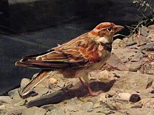 Mongolian Lark Stuffed specimen