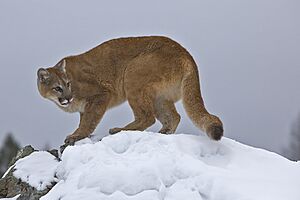 Mountain Lion (C).jpg