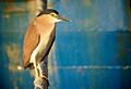 Nankeen Night Heron Fremantle Harbour