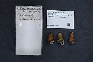 Naturalis Biodiversity Center - RMNH.MOL.239226 - Achatinella byronii (Wood, 1828) - Achatinellidae - Mollusc shell.jpeg