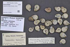 Naturalis Biodiversity Center - ZMA.MOLL.372960 - Helisoma anceps (Menke, 1830) - Planorbidae - Mollusc shell.jpeg