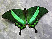 Papilio palinurus.magicoflife butterfly house