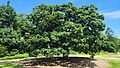 Parliament House Gardens-Federal Oak