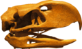 PhorusrhacosLongissimus-Skull-BackgroundKnockedOut-ROM-Dec29-07