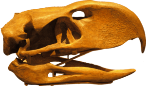 PhorusrhacosLongissimus-Skull-BackgroundKnockedOut-ROM-Dec29-07