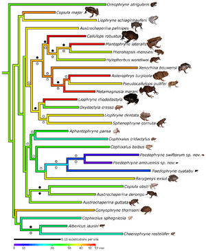 Phylogenetic position of Paedophryne and evolution of body size in Asterophryinae