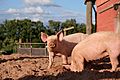 Pig farm Vampula 10