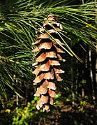 Pinus strobus Cone