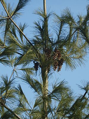 Pinus strobus cones