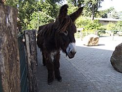Poitou donkey, Vechtehof, premises Tierpark Nordhorn