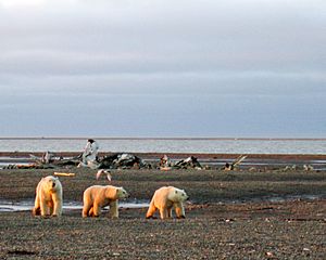 Polar bears on the Beaufort Sea coast