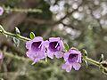 Prostanthera stricta