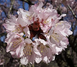 Prunus sargentii flowers