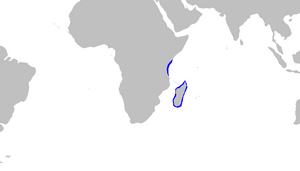 Pseudoginglyostoma brevicaudatum distmap.png