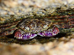 Purple rock crab444