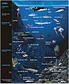 Representative ocean animal life