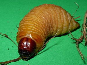 Rhynchophorus ferrugineus larva