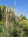 Saccharum ravennae - J. C. Raulston Arboretum - DSC06214