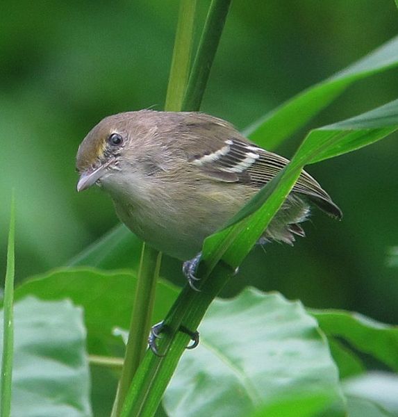 San Andres Vireo (Vireo caribaeus)