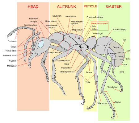 Scheme ant worker anatomy-en