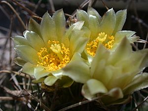 Sclerocactus brevihamatus subsp. tobuschii (Endangered Tobusch fishhook cactus) 1
