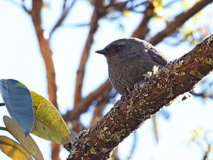 Scytalopus simonsi - Puna Tapaculo; Abra Malaga, Cuzco, Peru.jpg
