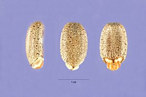 Seeds of Texas bullnettle (Cnidoscolus texanus)