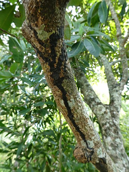 Semecarpus australiensis exudate SF21170