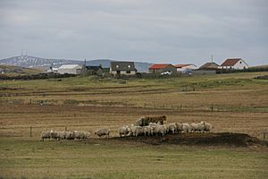 Sheep, Mail, Cunningsburgh - geograph.org.uk - 1700787.jpg