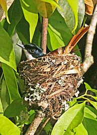 Shining Flycatcher (f) on nest JCB