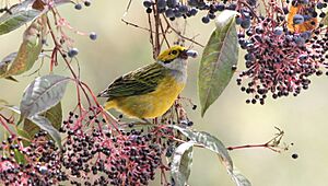 Silver-throated Tanager (Tangara icterocephala) (5771984249)