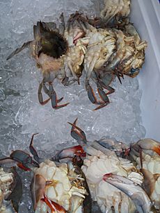 Soft-shell crab on ice